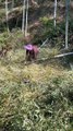 The hottest bamboo cutting video in China, featuring beautiful women cutting bamboo as work material.