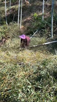 The hottest bamboo cutting video in China, featuring beautiful women cutting bamboo as work material.