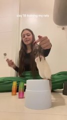 Woman Trains Pet Rats to Do Tricks