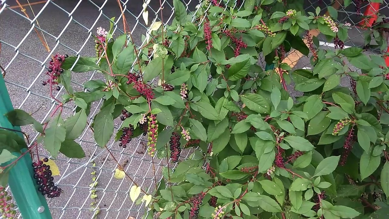 ヨウシュヤマゴボウ