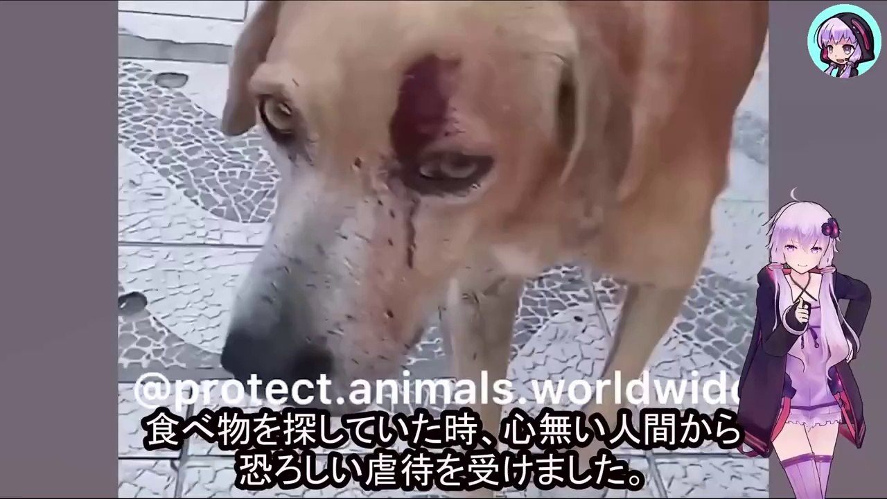 木の板で何度も打たれる苦難に耐えながら、ゴミを漁って生き延びた老犬の奇跡Miracle of an old dog who survived by scavenging through trash after being repeatedly hit with a wooden board