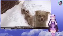 犬は食事も与えられずに放置され凍える寒さの中、子犬たちを守り続けていましたThe dog was left without food and in the freezing cold, guarding the puppies.