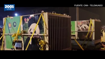 Télécharger la video: ¡Directo desde China!: Los pandas gigantes ya están en Washington DC