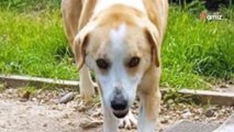 Laissé dans un jardin rempli de détritus et sans abri pendant des années, ce chien mérite de connaître un doux foyer