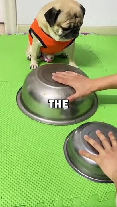 DOG GETS TRICKED! #pets #doglover #dogs #cuteanimals #cute #funny #animalstories