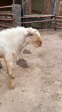 #trending #usa #viral #shortvideo #baby #pet #animals #goats #bakra #bakramandi