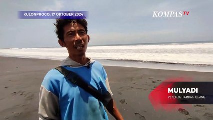 Fenomena Ombak Besar di Kulonprogo, Tambak Udang Warga Terdampak