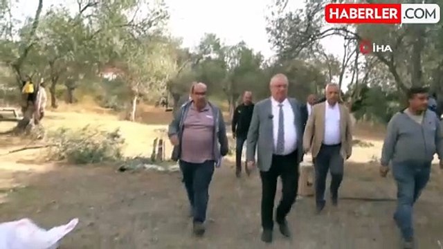 Edremit Belediyesi'nde Zeytin Hasadı Başladı