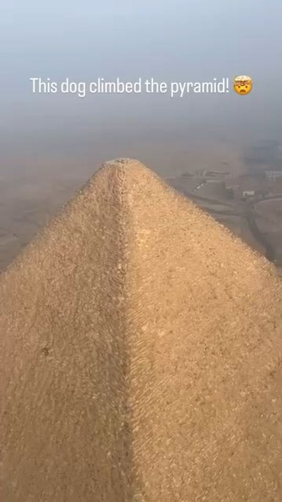 "A Dog Climbed All The Way Up The Great Pyramid Of Giza Do You Think He Lives Up There Follow For More Videos Have Trending reels"...!!