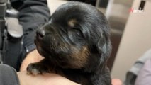 « Vous saviez qu'il allait geler cette nuit » : la police dénonce un cruel abandon de chiots