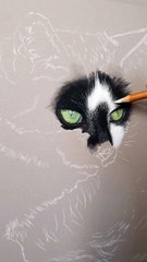 Different Stages Of A Pastel Pet Portrait Commission!