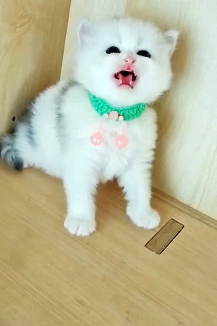 ⁣Funniest animals |  #animals #cuteanimals #funniestanimals #funnyanimals