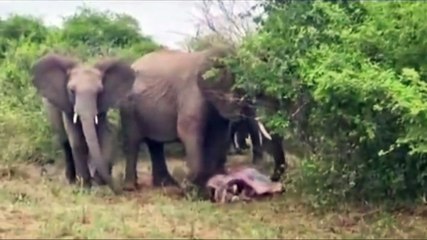 "Catch a Glimpse: Elephants in Action Like Never Before! #LiveVideo"