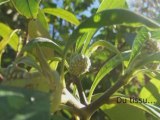 Les plantes utiles : Jardin Botanique de Strasbourg