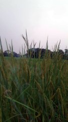 Lightning candle, praying God for better production.