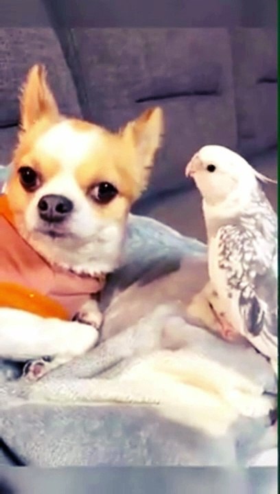 Birds interact with each other