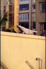 Abdul Ahad Takes On CAT In EPIC Exercise Battle!