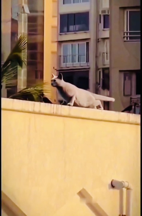 Abdul Ahad Takes On CAT In EPIC Exercise Battle!