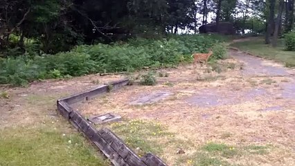 King Crimson's 1968's ''I talk to the wind", re-creation of that mass concert progressive orchestral-guitar phenomenon