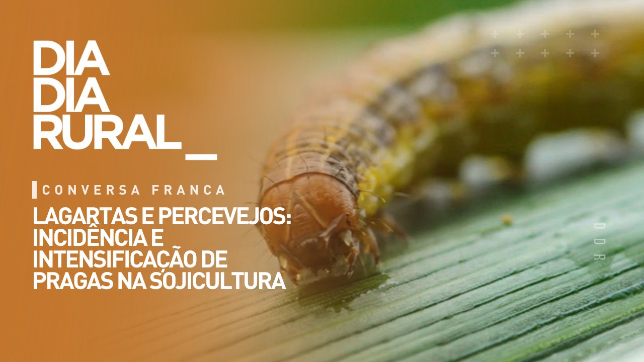 Lagartas e percevejos: incidência e intensificação de pragas na sojicultura