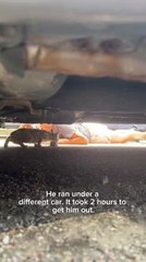 Couple Rescues Kitten From Car Bumper and Keeps Her as Pet