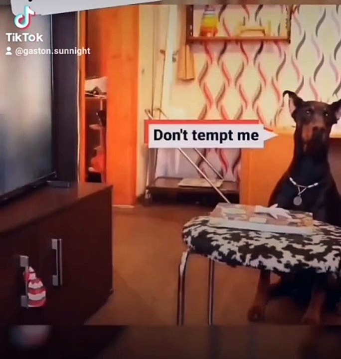 #dog #training #tips #trick #pets #dogs #brilliant #brain #playa #sn2sg #doglove #sunnight #train #mind #sunnightmusic #xcllcx #hiddencamera #react #sunnightpop #sunnightjazz #pet #petlover #lifehacks #wow #zoommyface #new #humor #enjoy #mealprep #food