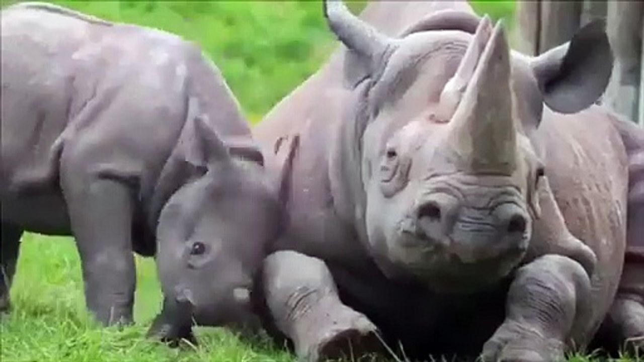 Bayi badak ini mengganggu induknya