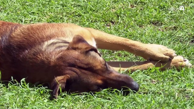 Para que haya más adopciones, proponen ampliar la estancia de perros en Centros de Control Animal