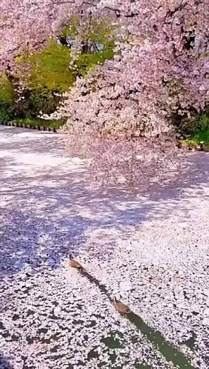 Japan_is_a_dream_✨(360p)