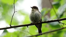 The Pied Flycatcher: Close Up HD Footage (Ficedula hypoleuca)