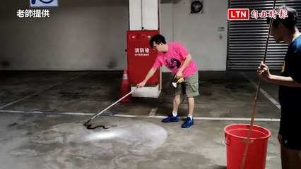 基隆市長樂國小停車場驚現眼鏡蛇！老師英勇圍捕成功🐍