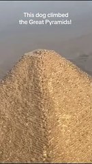 Lost Dog, Found on a Pyramid
