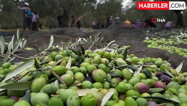 Kuzey Ege'de Zeytin Hasadı Devam Ediyor: Siyah ve Yeşil Zeytin Ağaçları Aynı