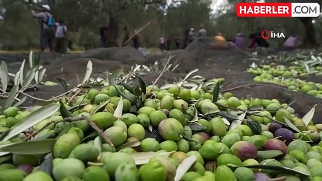 Kuzey Ege'de Zeytin Hasadı Devam Ediyor: Siyah ve Yeşil Zeytin Ağaçları Aynı