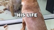 DOG GETS BAD HAIRCUT! #pets #doglover #funny #cuteanimals #dogs #cute