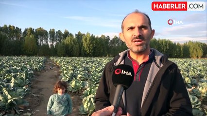 Erciş'te Lahana Hasadı Başladı