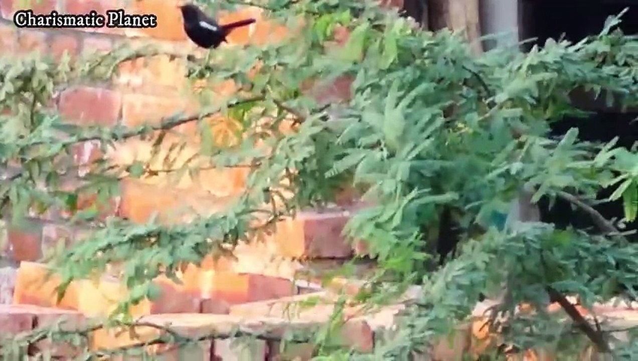 Black-backed Robin (Copsychus fulicatus) or Indian Robin