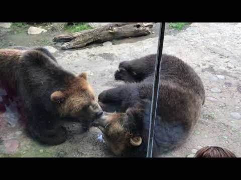 Zoo Goers Watch Two Bears French Kissing