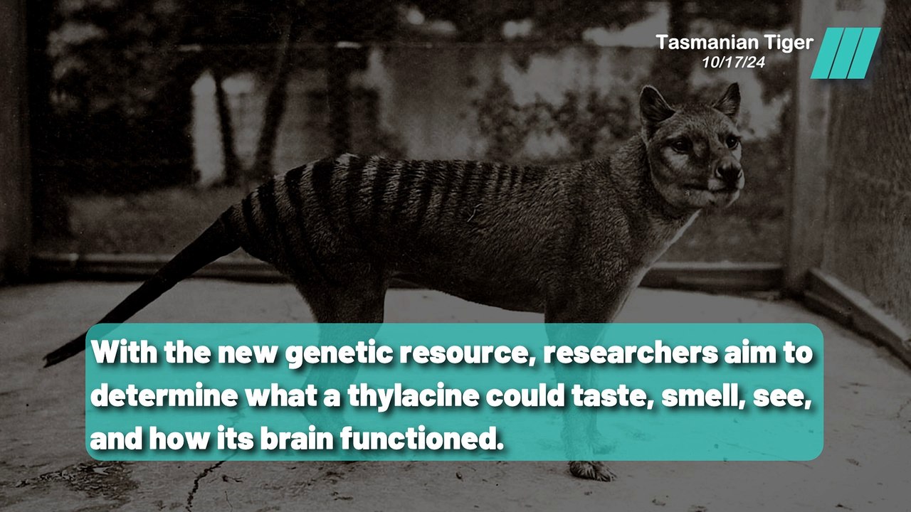 Can Science Bring Back the Thylacine ?
