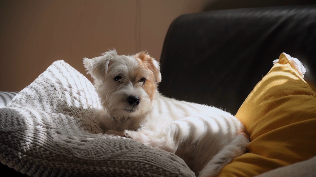 How to keep your pets safe this firework season