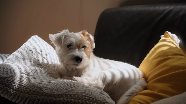 How to keep your pets safe this firework season