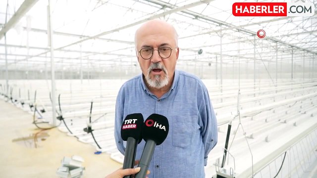 Niğde'de Jeotermal Serada Topraksız Tarım ile Domates Üretimi Başladı