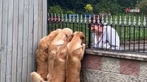 Cada mañana a las ocho, cuatro golden retrievers se paran frente a la puerta: es hora de su tierno ritual (Vídeo)