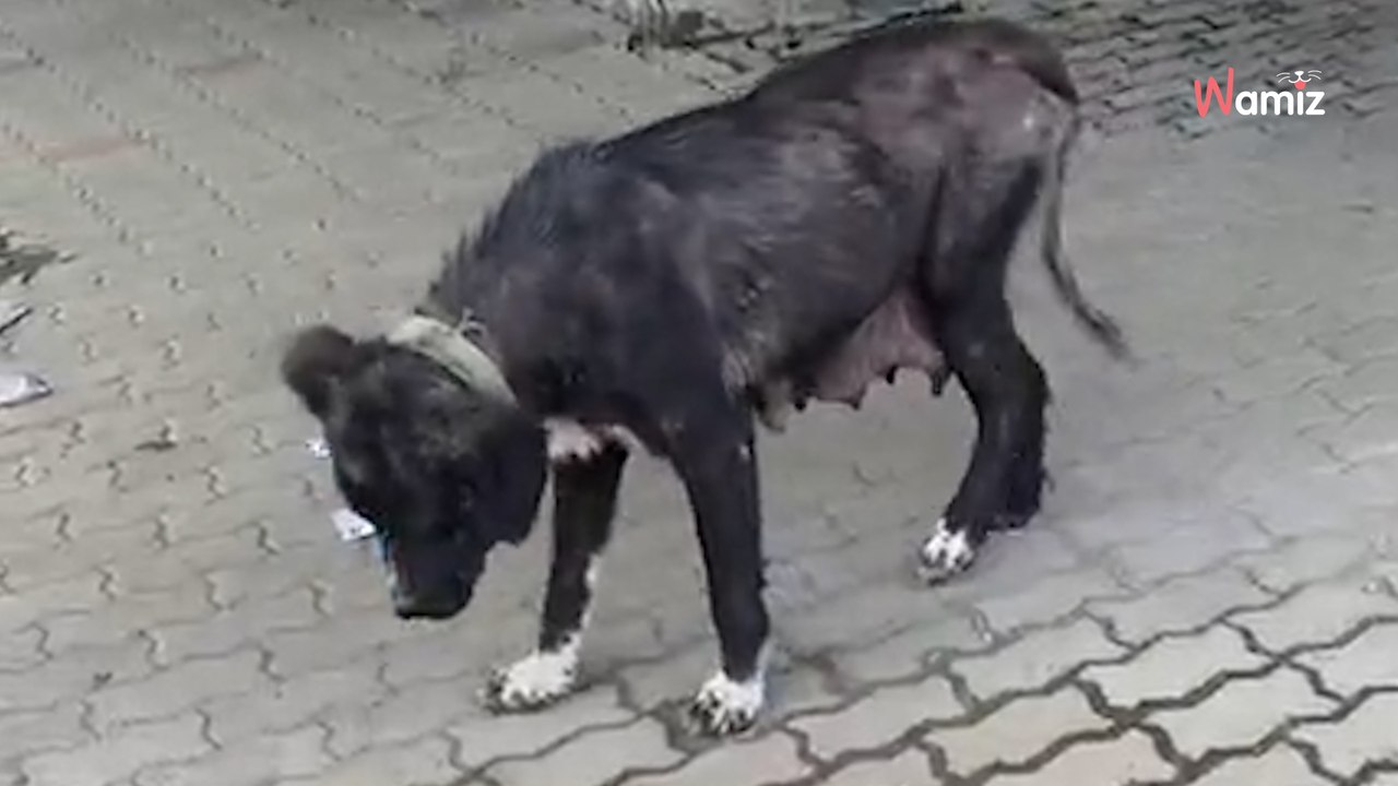 Ta akcja ratunkowa łamie serce: wygłodzona suczka karmiąca urwała się z łańcucha, by szukać ratunku