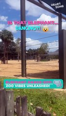 Unexpected Dance Partner | Elephant Joins the Fun