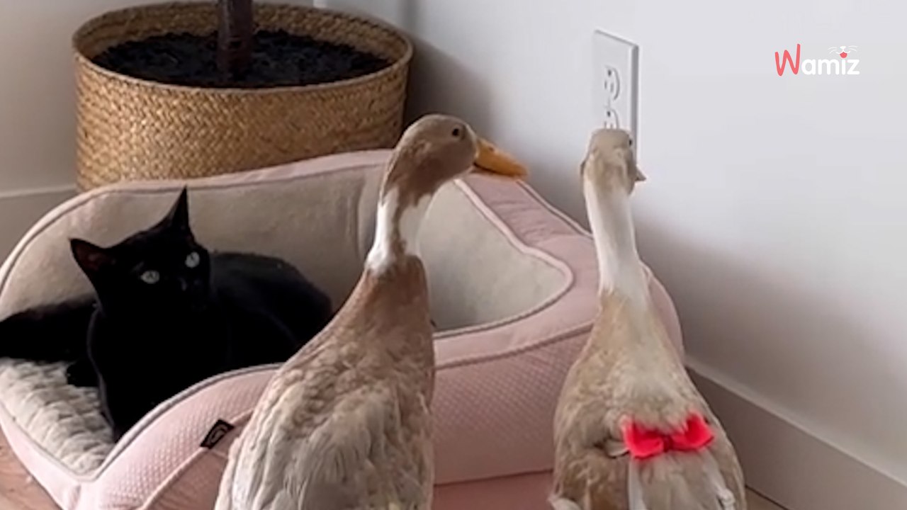 « Votre chat va faire peur aux canards » : 260K personnes ont du mal à croire cette scène du quotidien (vidéo)