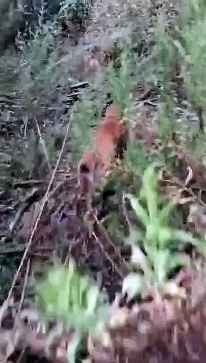 SI PERDE NEL BOSCO E CHIEDE AIUTO AL CANE PER RITROVARE LA MACCHINA