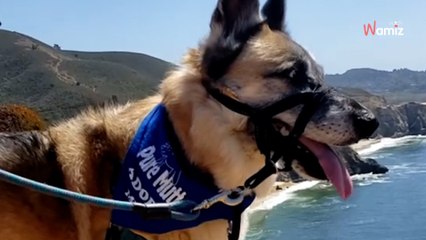 Leur chien fête ses 9 ans, ils décident de l’abandonner dans un refuge (Vidéo)