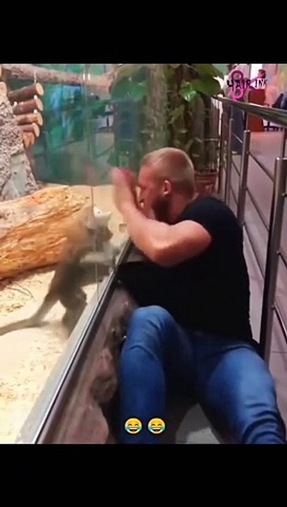 Funny Video monkey
