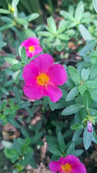 MY GARDEN